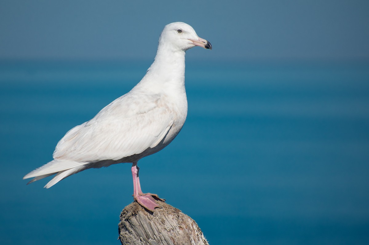 Glaucous Gull - ML328272351