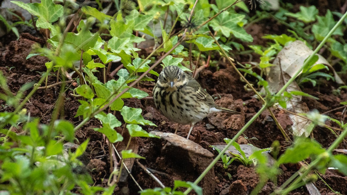 Olive-backed Pipit - ML328273121