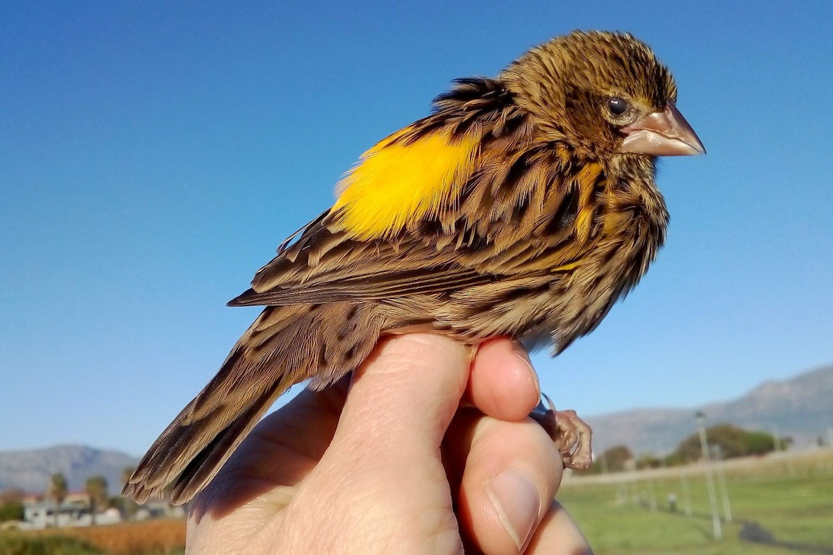 Yellow Bishop - Dieter Oschadleus