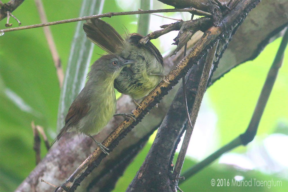 Pin-striped Tit-Babbler (Palawan) - ML328273791