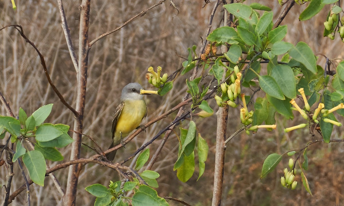 Tropical Kingbird - ML328277421