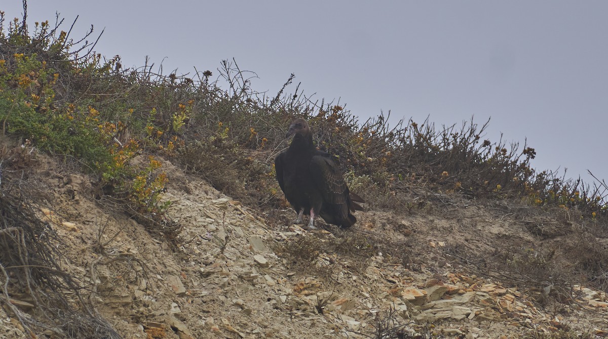 Turkey Vulture - ML328277601