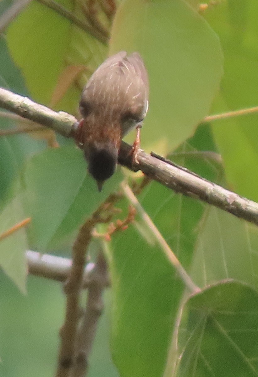 Indochinese Yuhina - Rick Jacobsen