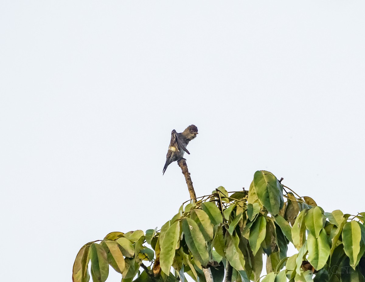 Olive-sided Flycatcher - ML328279031