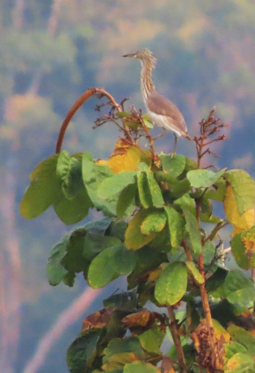 Chinese Pond-Heron - ML328279271