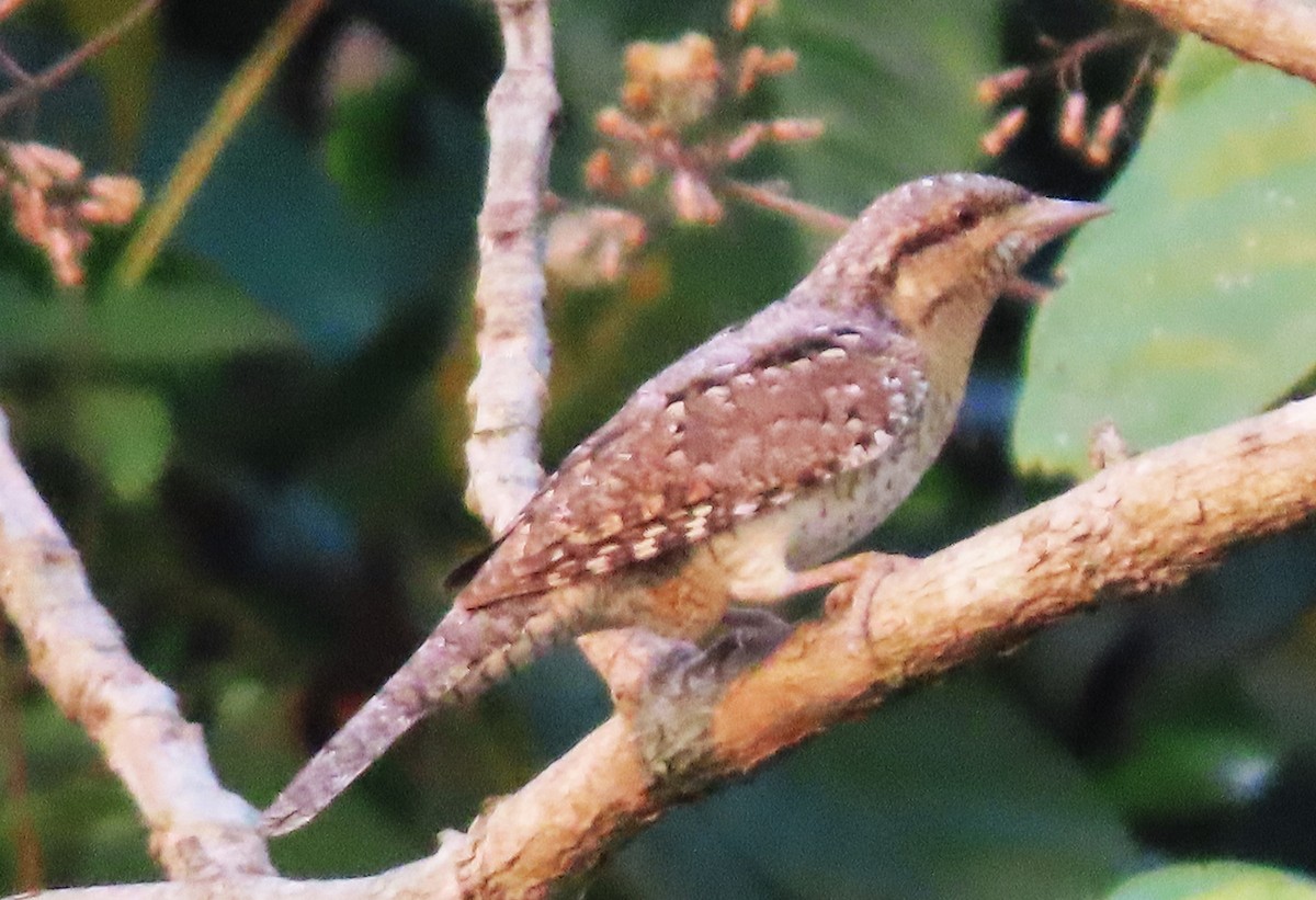 Eurasian Wryneck - ML328279281