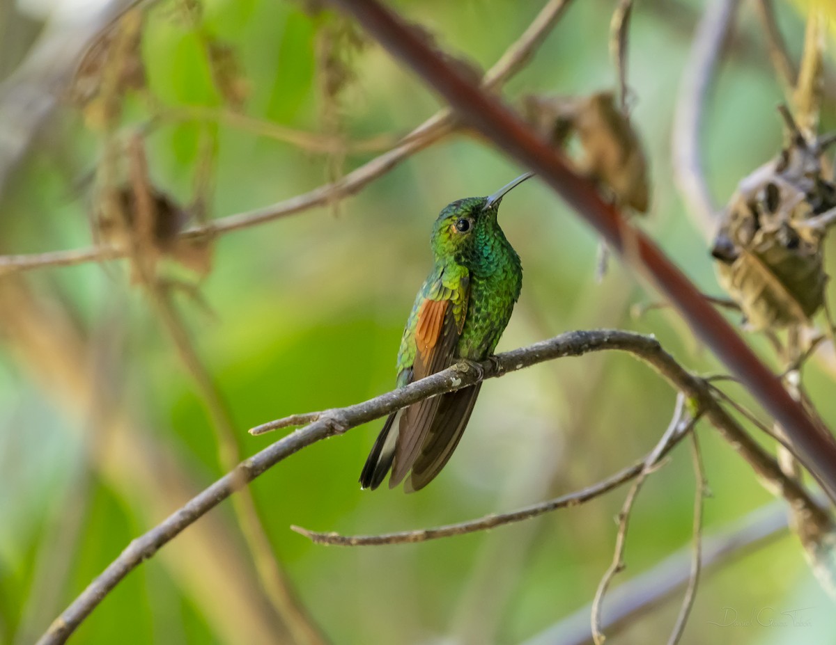 White-tailed Hummingbird - Daniel Garza Tobón