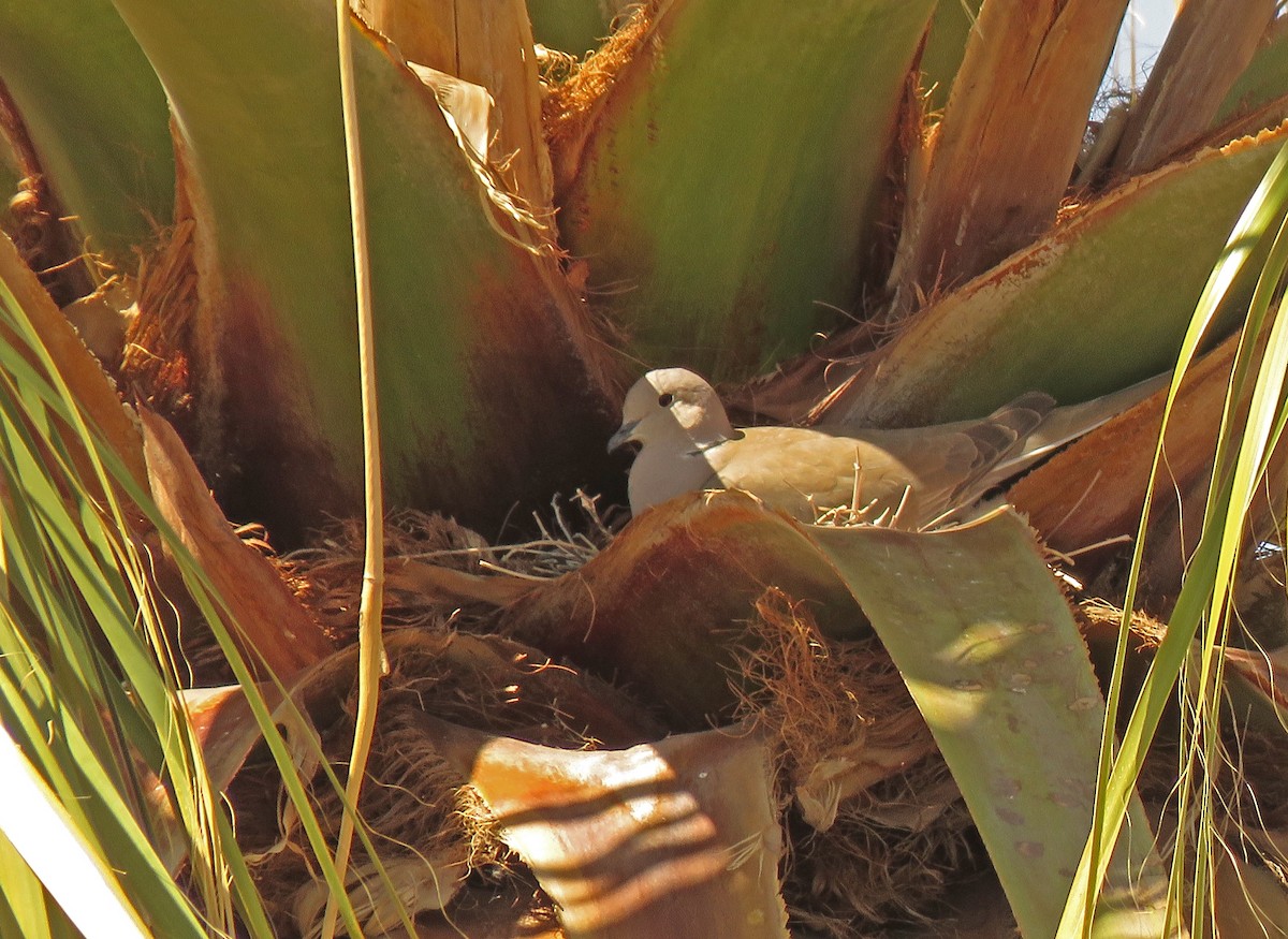 Eurasian Collared-Dove - ML328280801