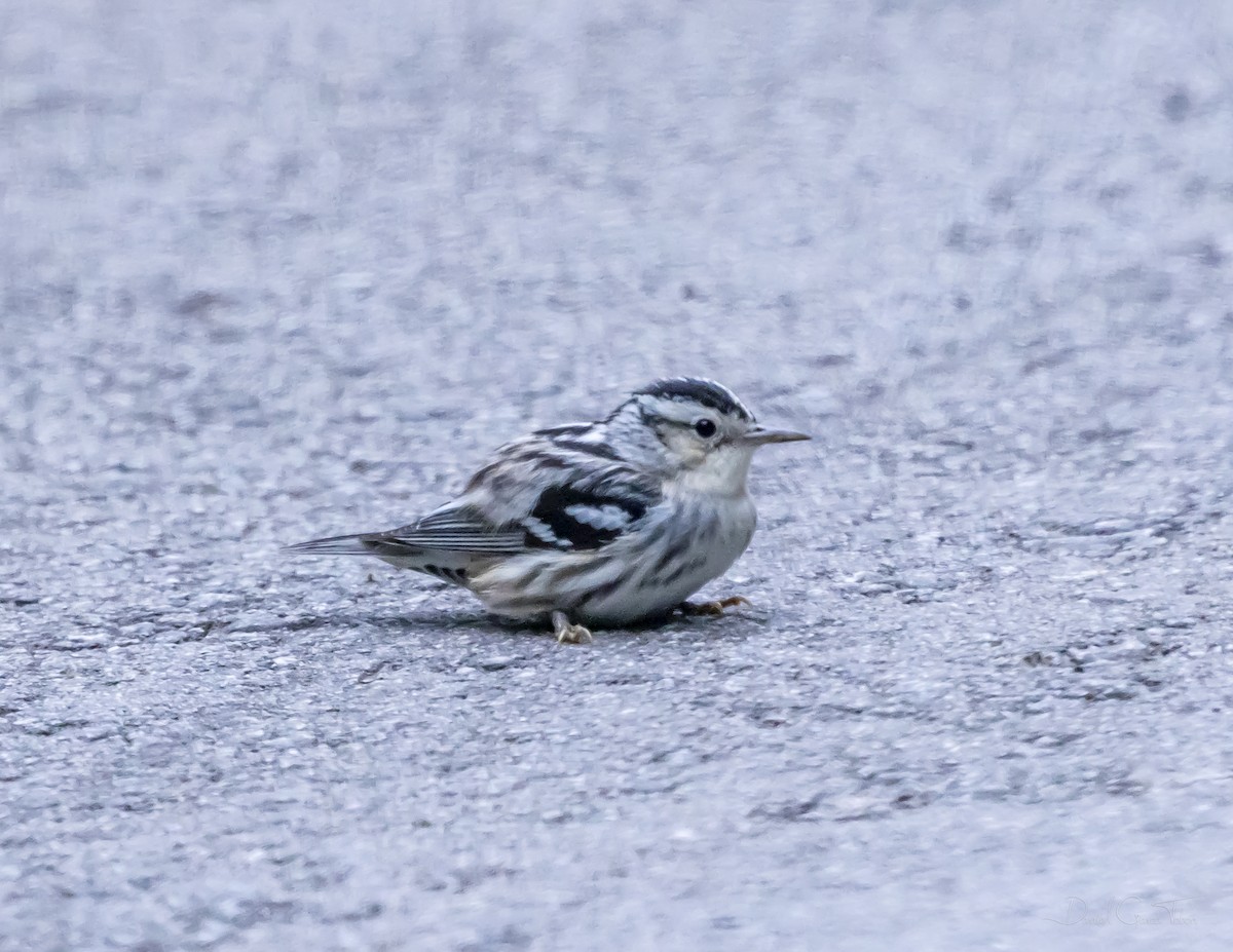 Black-and-white Warbler - ML328281061