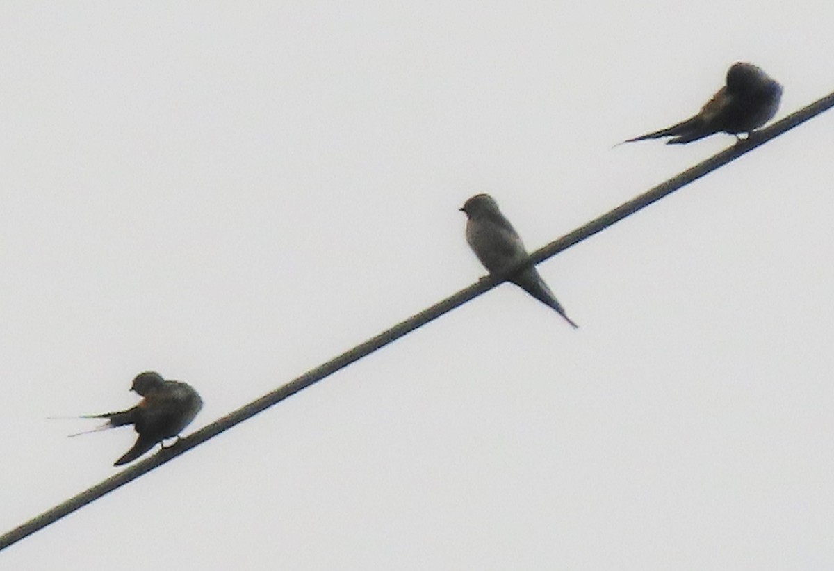 Red-rumped/Striated Swallow - ML328281281