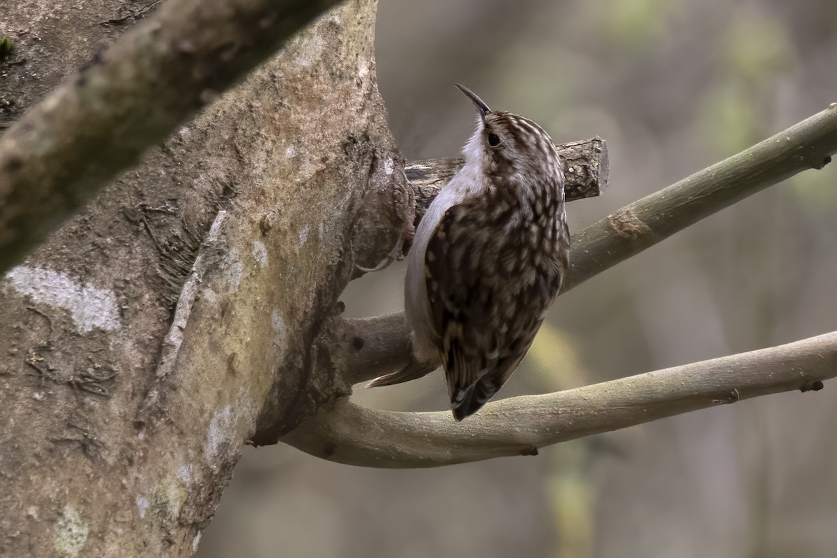 Eurasian Treecreeper - Bob  Wood