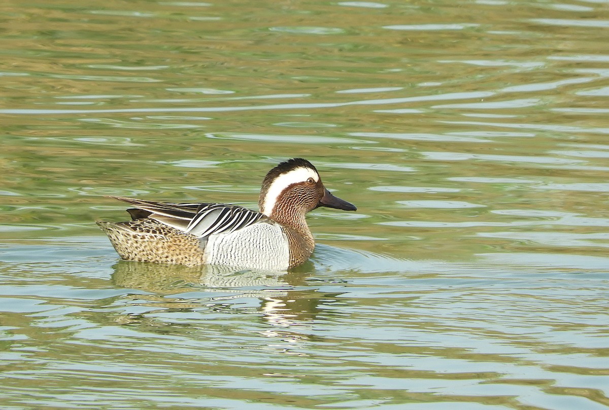 Garganey - Hemanya Radadia