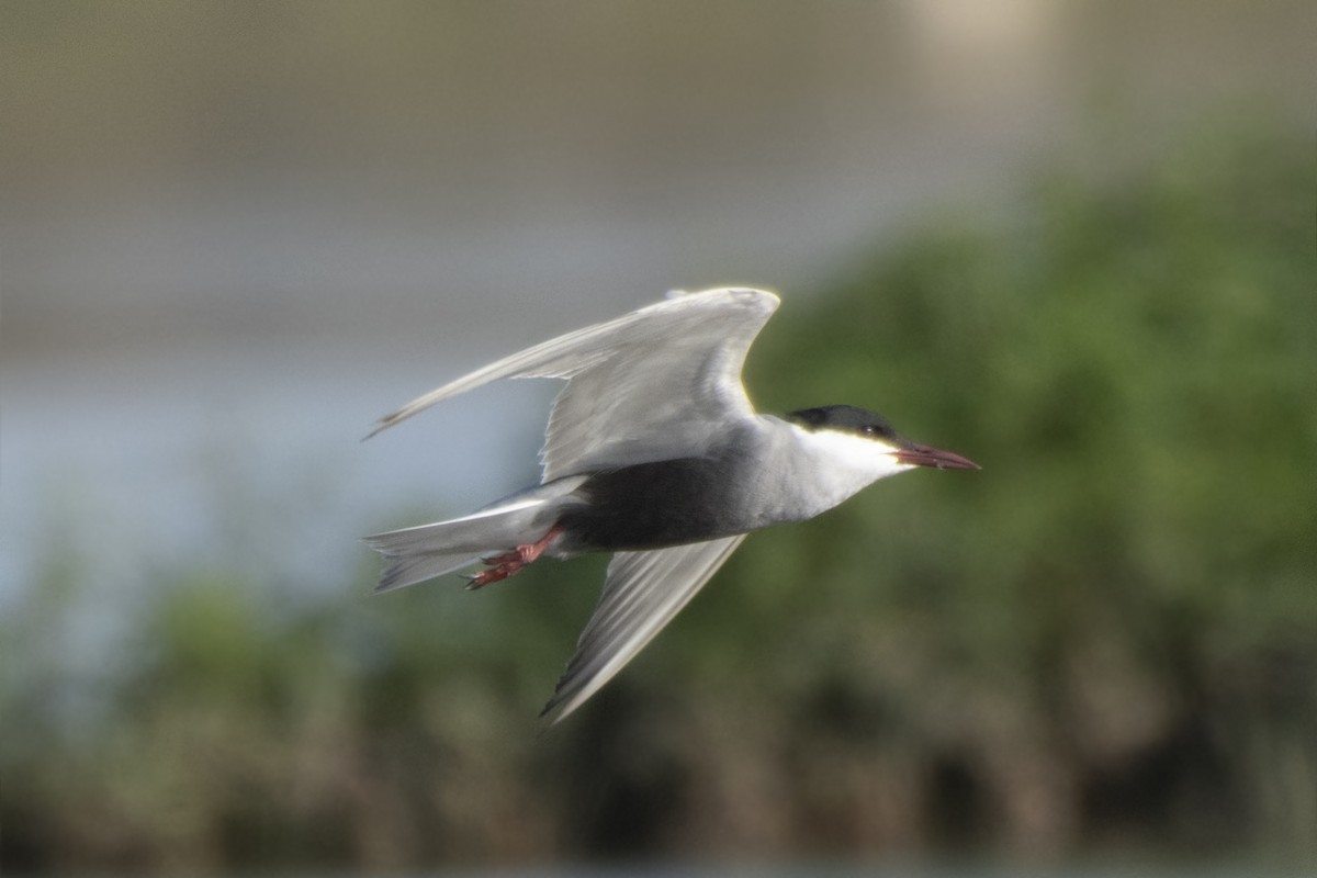 Whiskered Tern - ML328284271