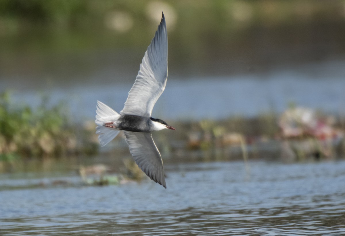 Whiskered Tern - ML328284301