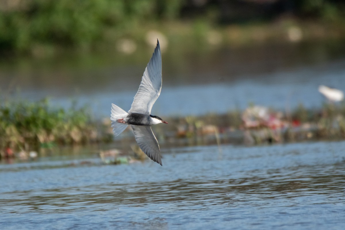 Whiskered Tern - ML328284321