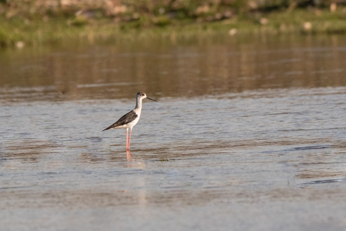 Black-winged Stilt - ML328284331