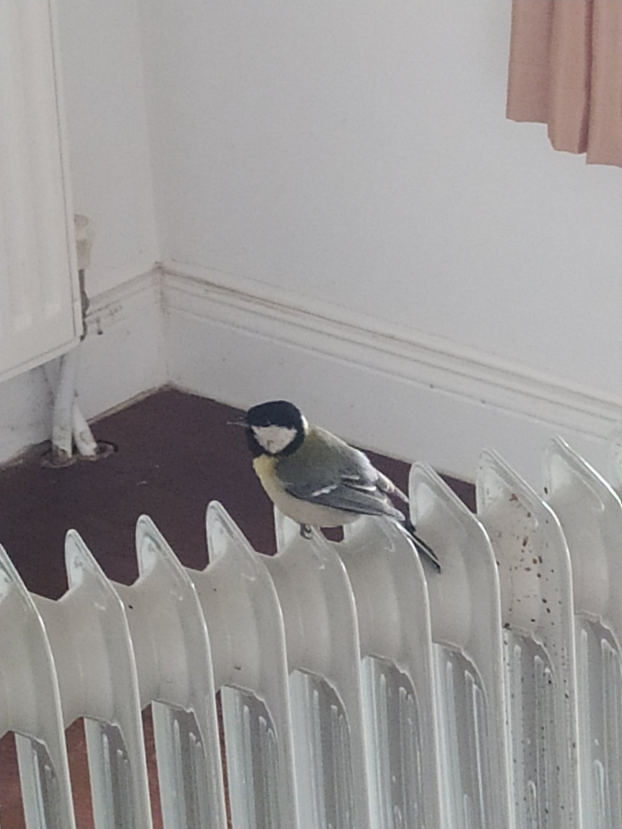 Great Tit - ML328285501