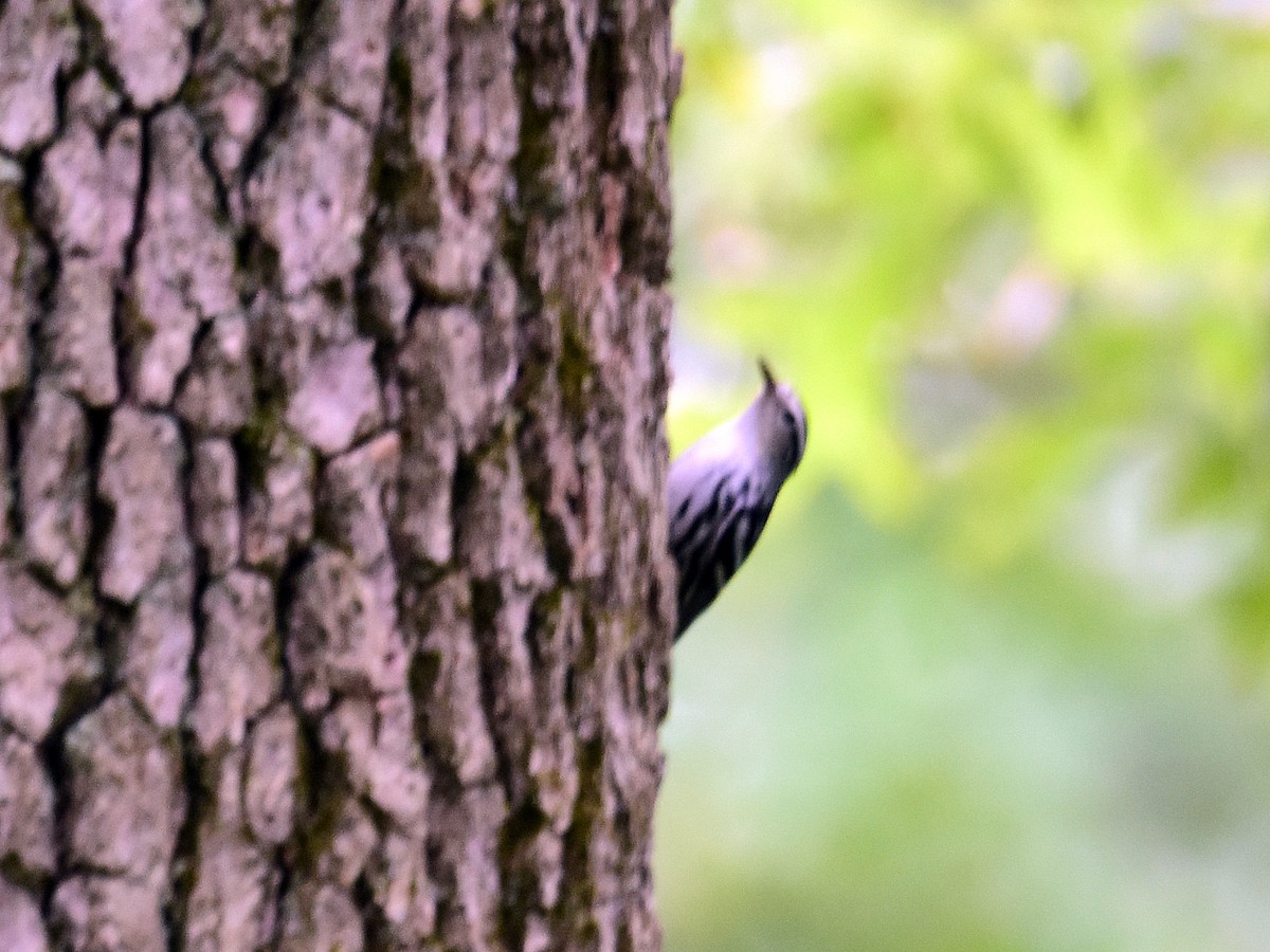 Black-and-white Warbler - ML32828651