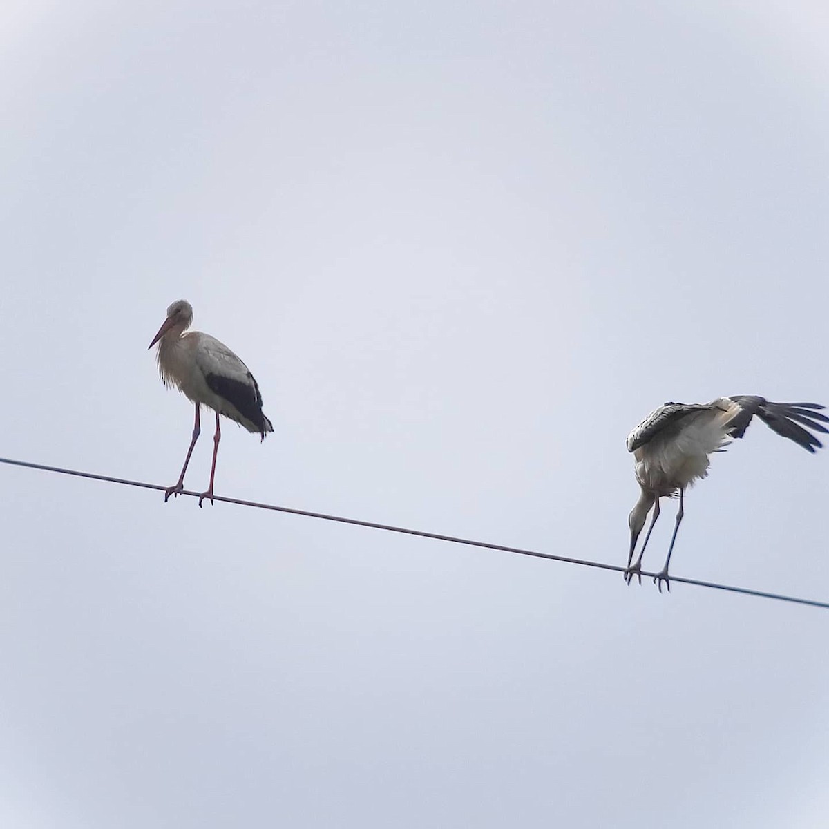 White Stork - Ibán Yarza