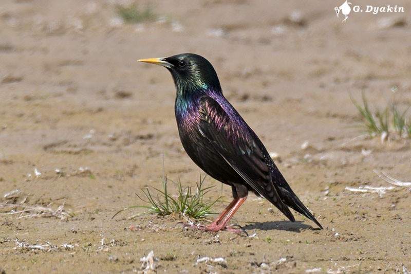 European Starling - Gennadiy Dyakin