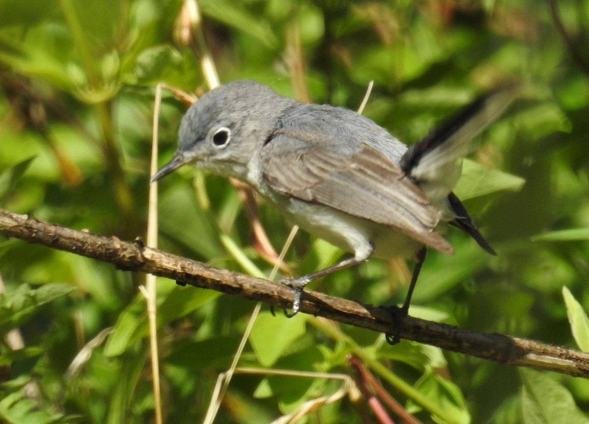 Blue-gray Gnatcatcher - ML328291841