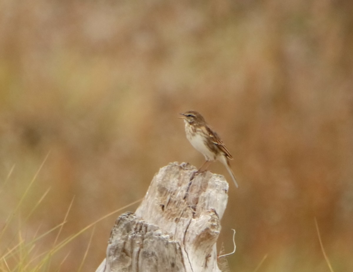 New Zealand Pipit - ML328293411