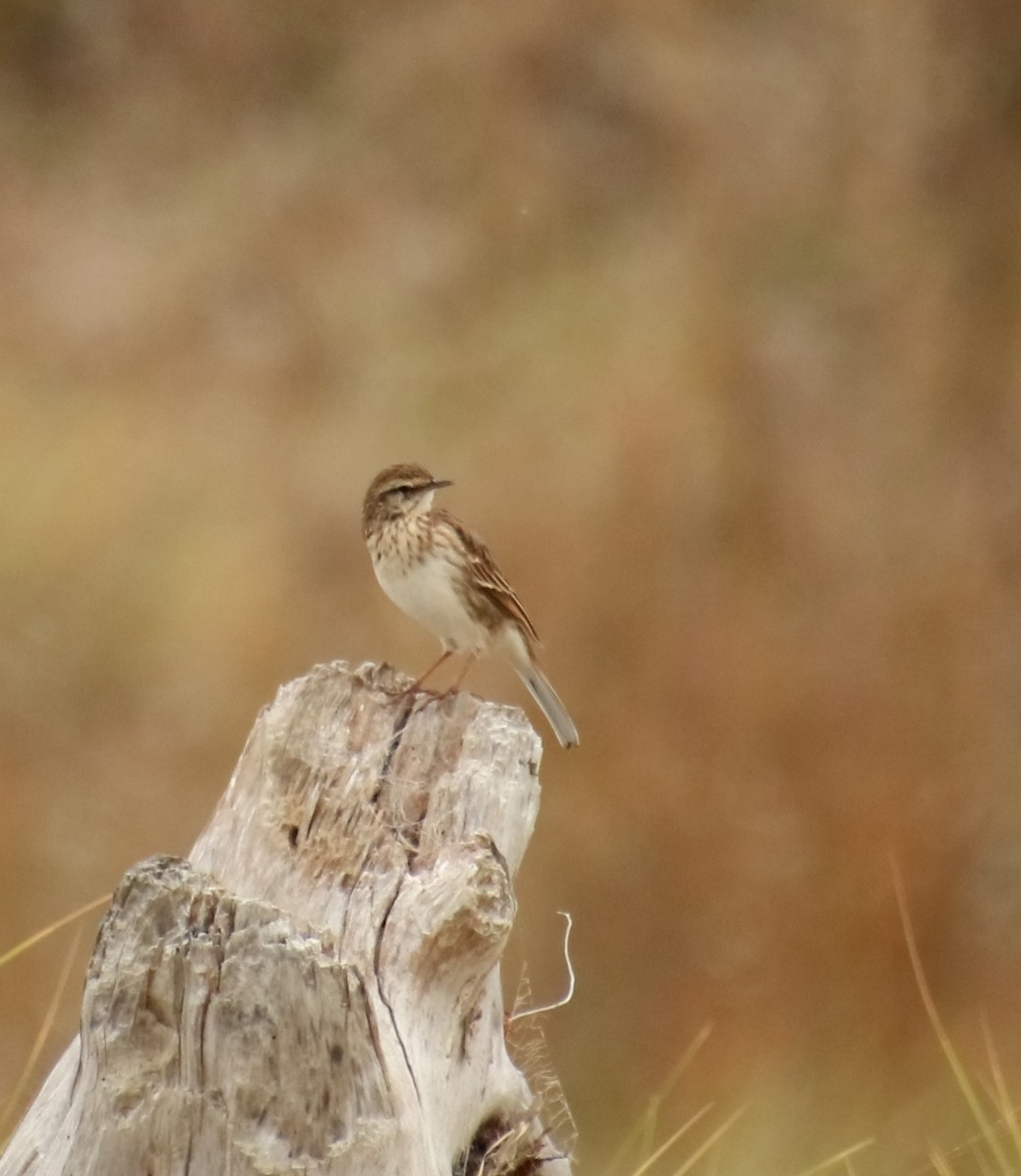 New Zealand Pipit - ML328293421