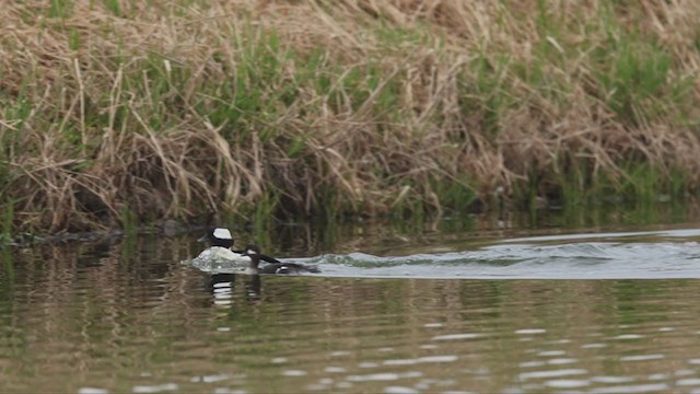 Bufflehead - ML328294251