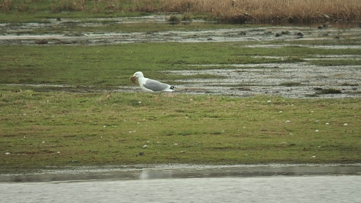 European Herring Gull - ML328294431