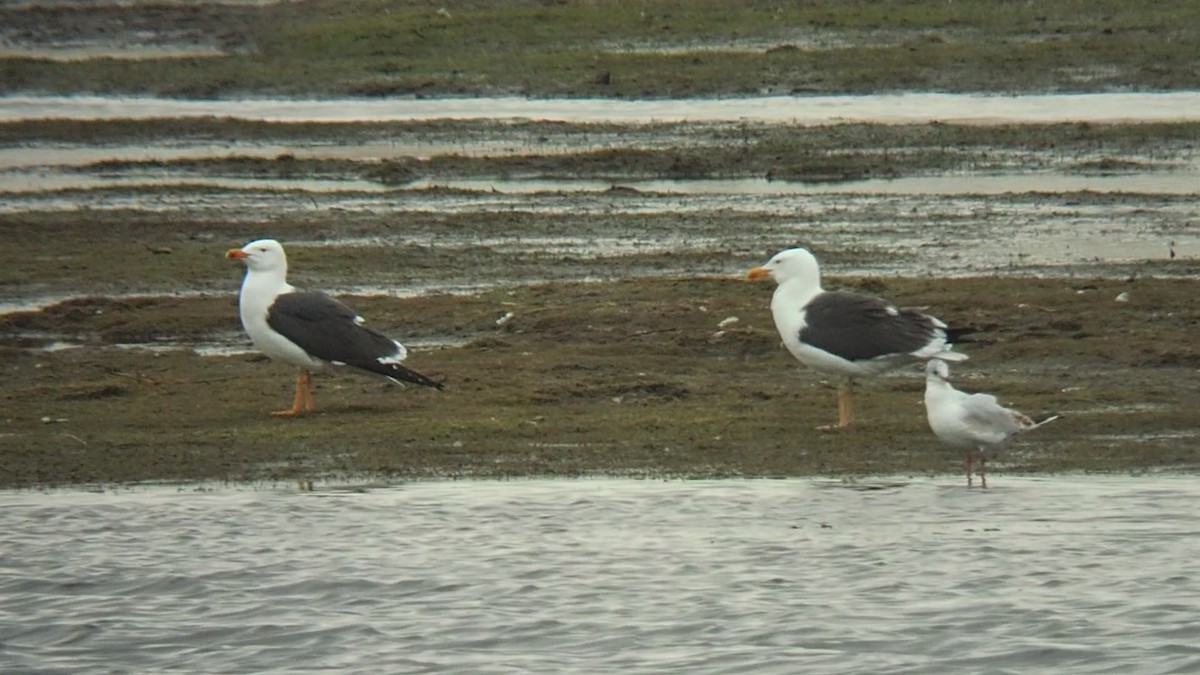 Lesser Black-backed Gull - ML328294441