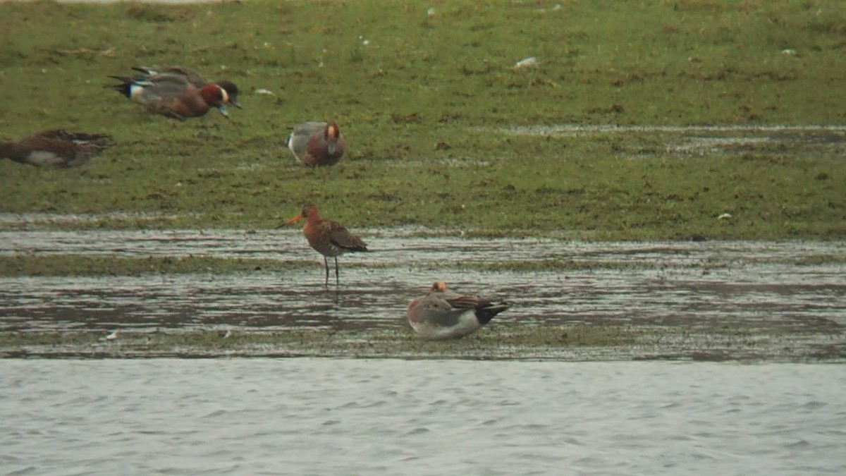 Black-tailed Godwit - ML328294461
