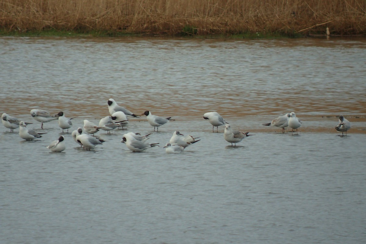 Black-headed Gull - ML328294501