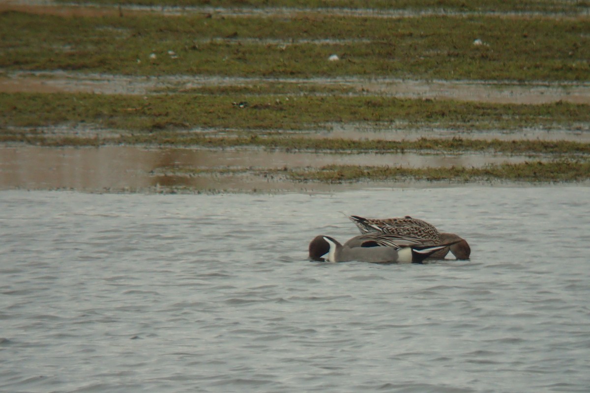 Northern Pintail - ML328294561