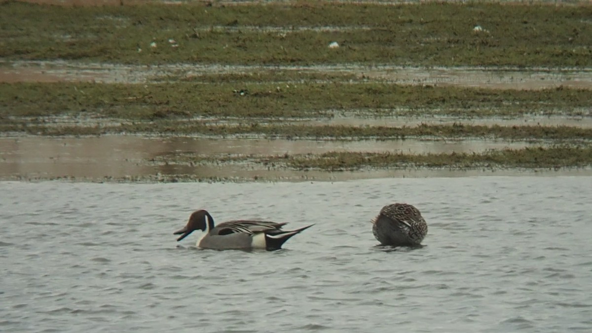 Northern Pintail - ML328294731