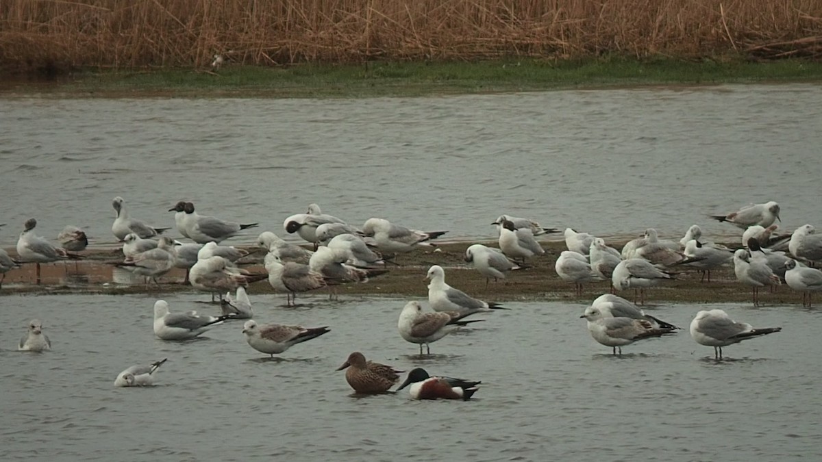 Common Gull - ML328295001