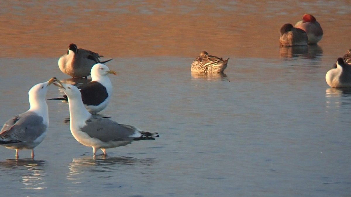 European Herring Gull - ML328295531