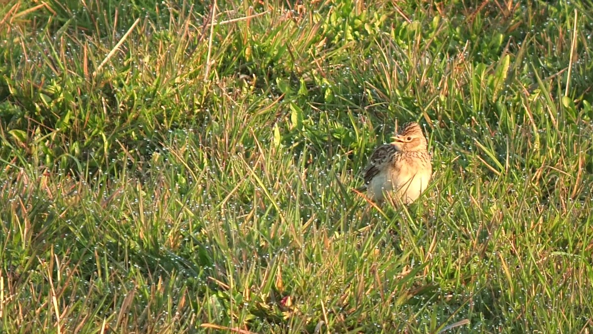 Eurasian Skylark - ML328295971