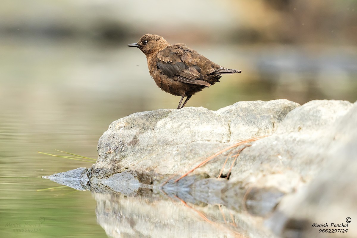 Brown Dipper - Manish Panchal