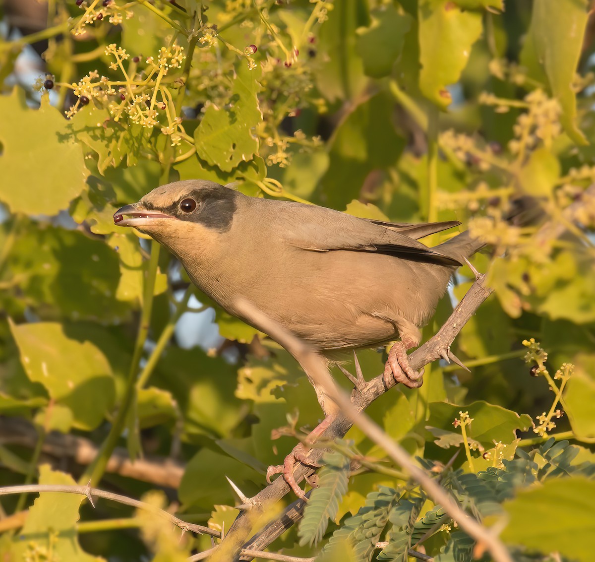 Hypocolius - ML328297871