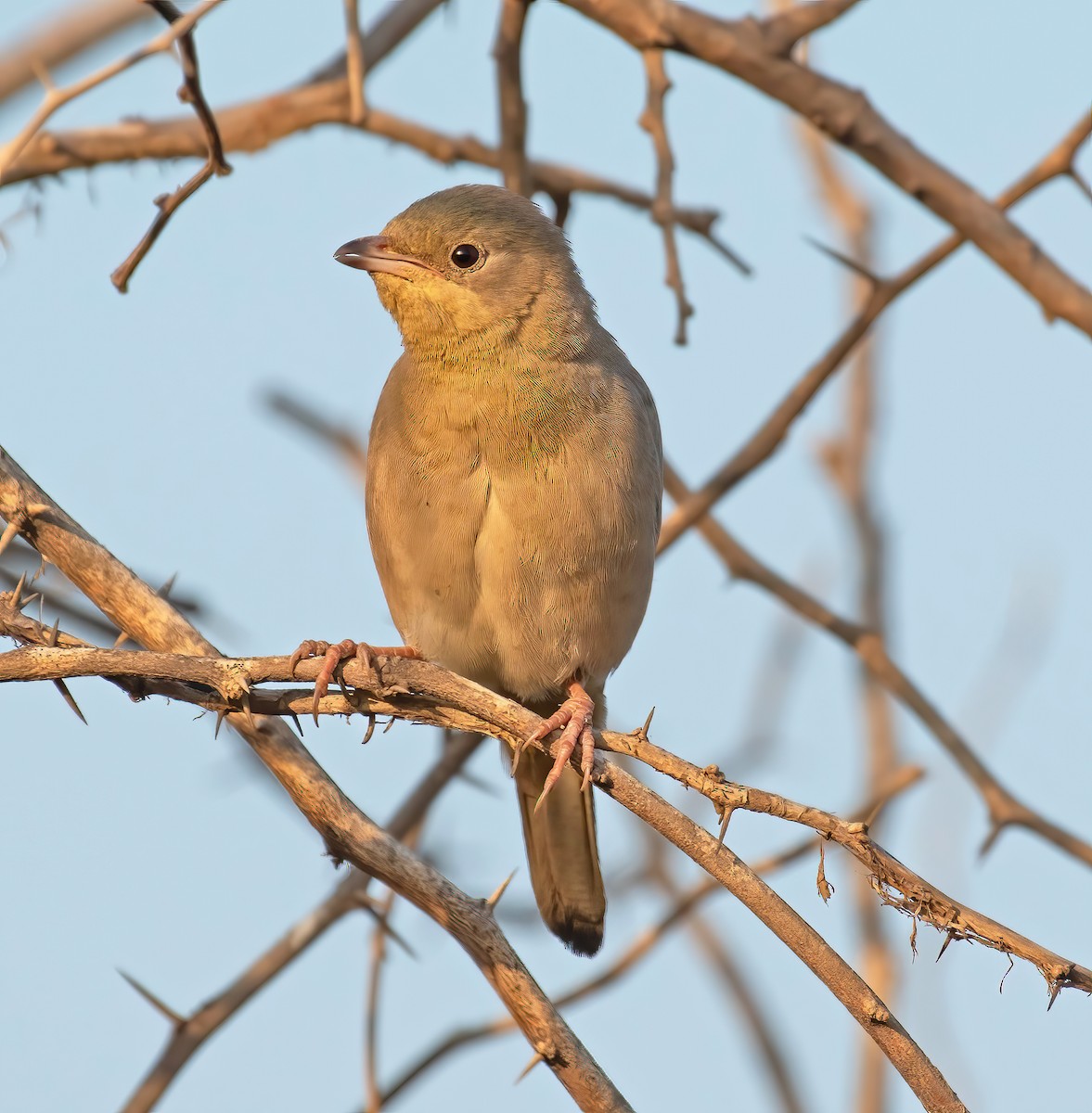 Hypocolius - ML328298081