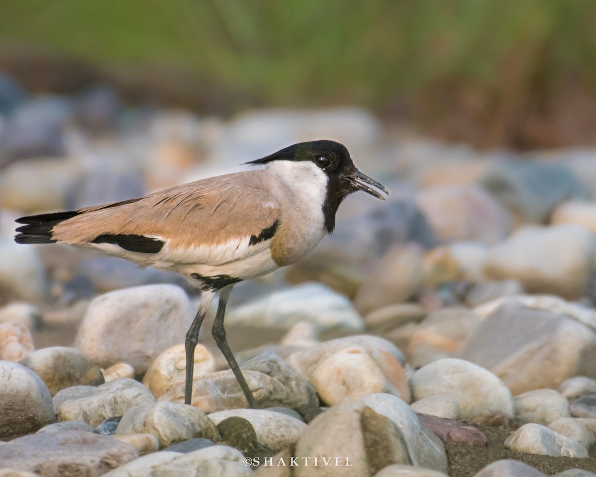 River Lapwing - ML328302701