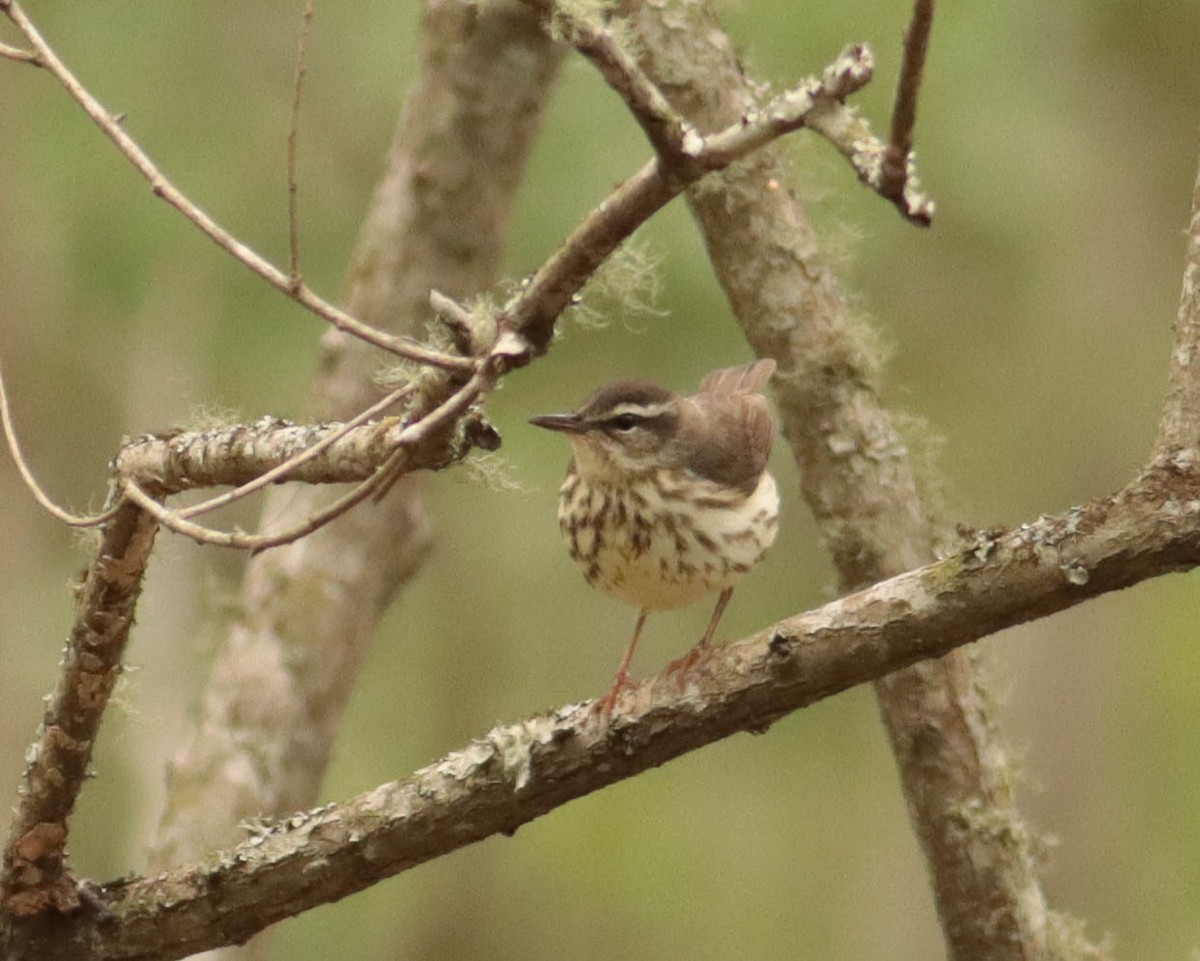 Louisiana Waterthrush - ML328304081