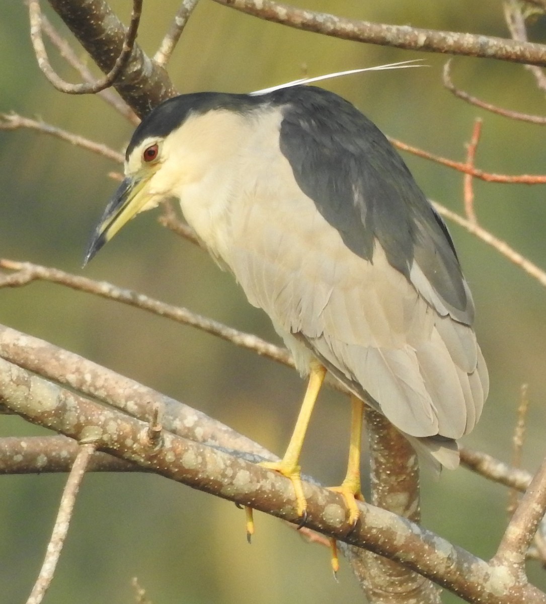 Black-crowned Night Heron - ML328304391