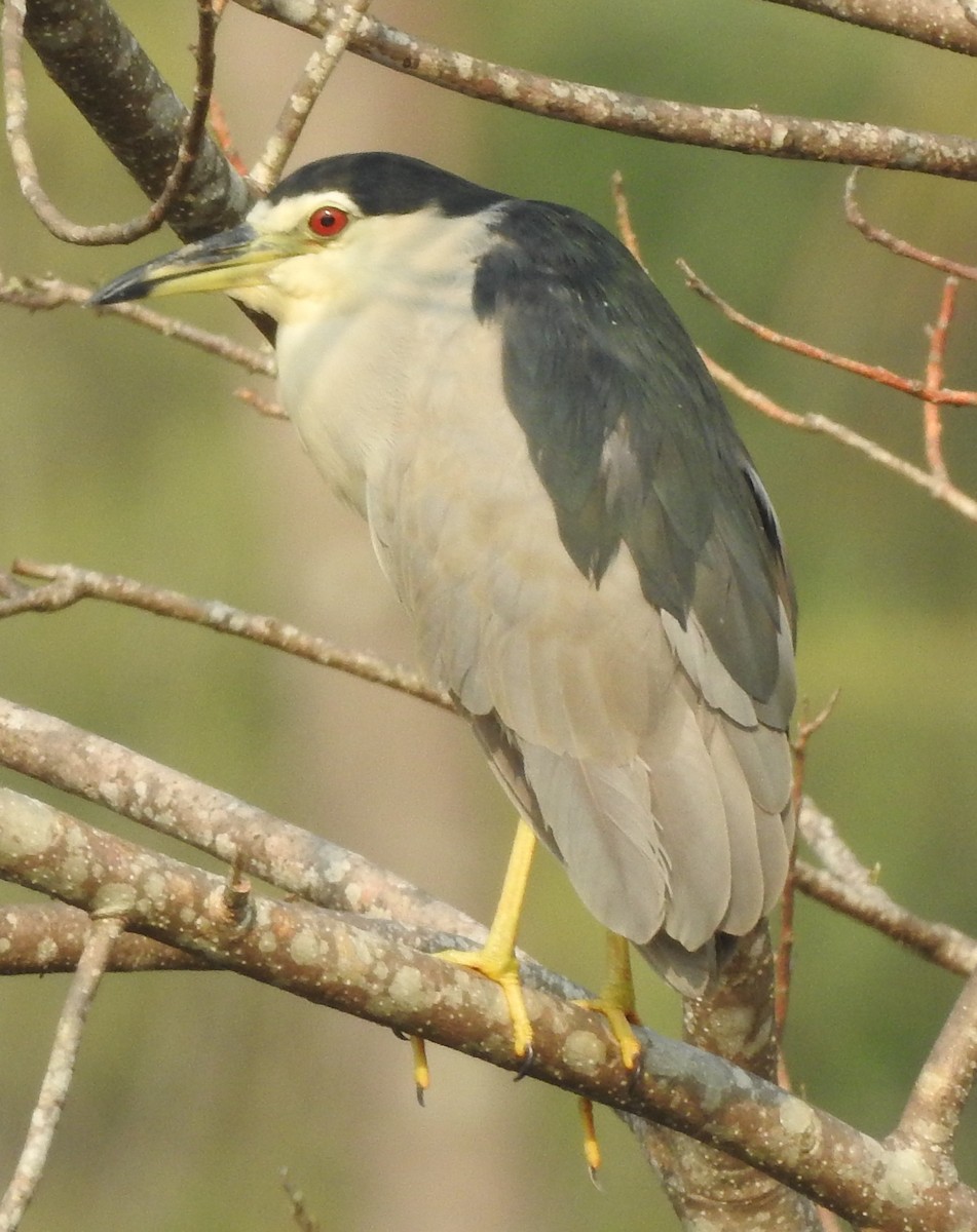 Black-crowned Night Heron - ML328304411