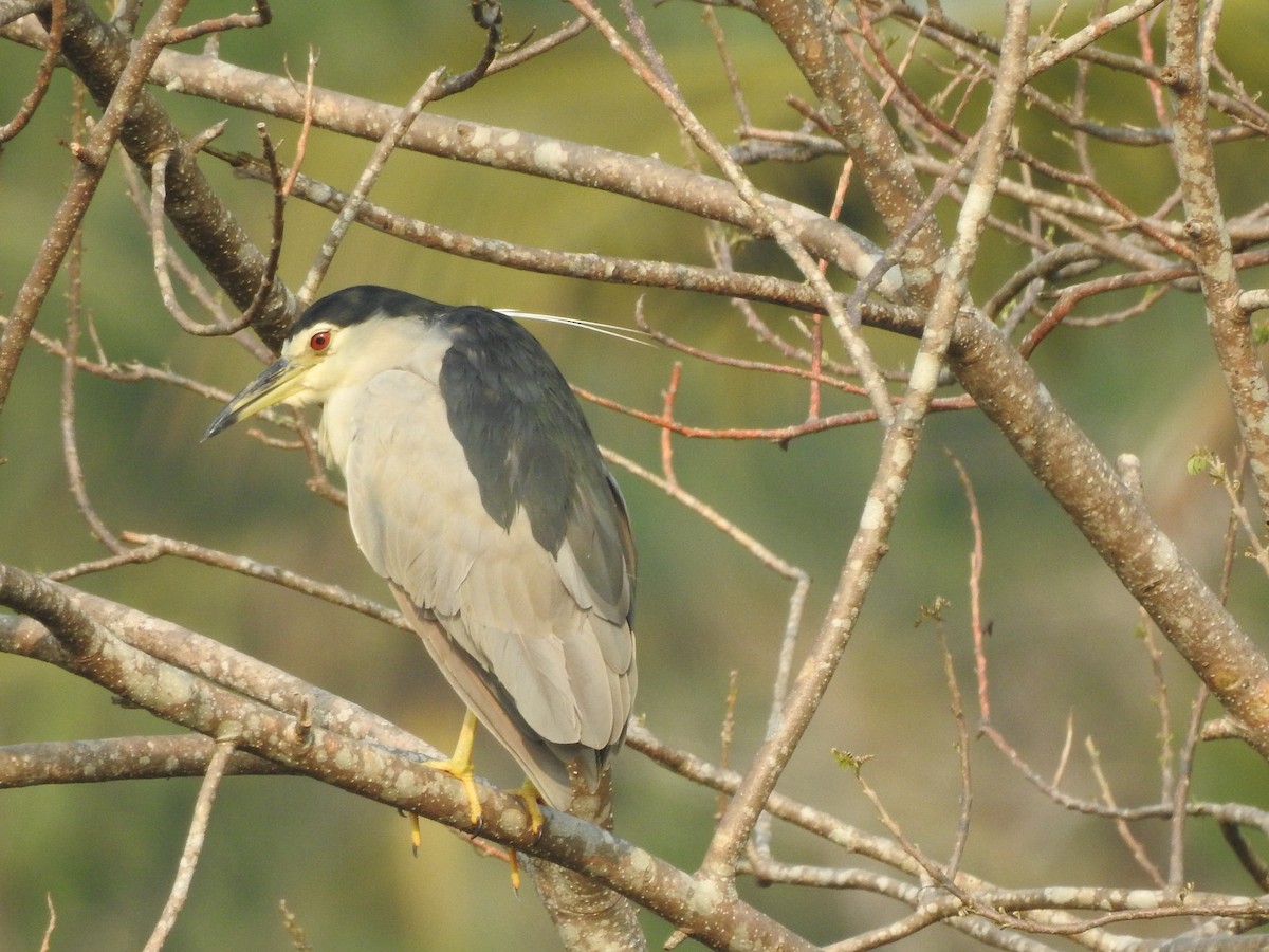 Black-crowned Night Heron - ML328304421