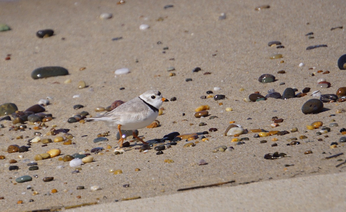 Piping Plover - ML328304521
