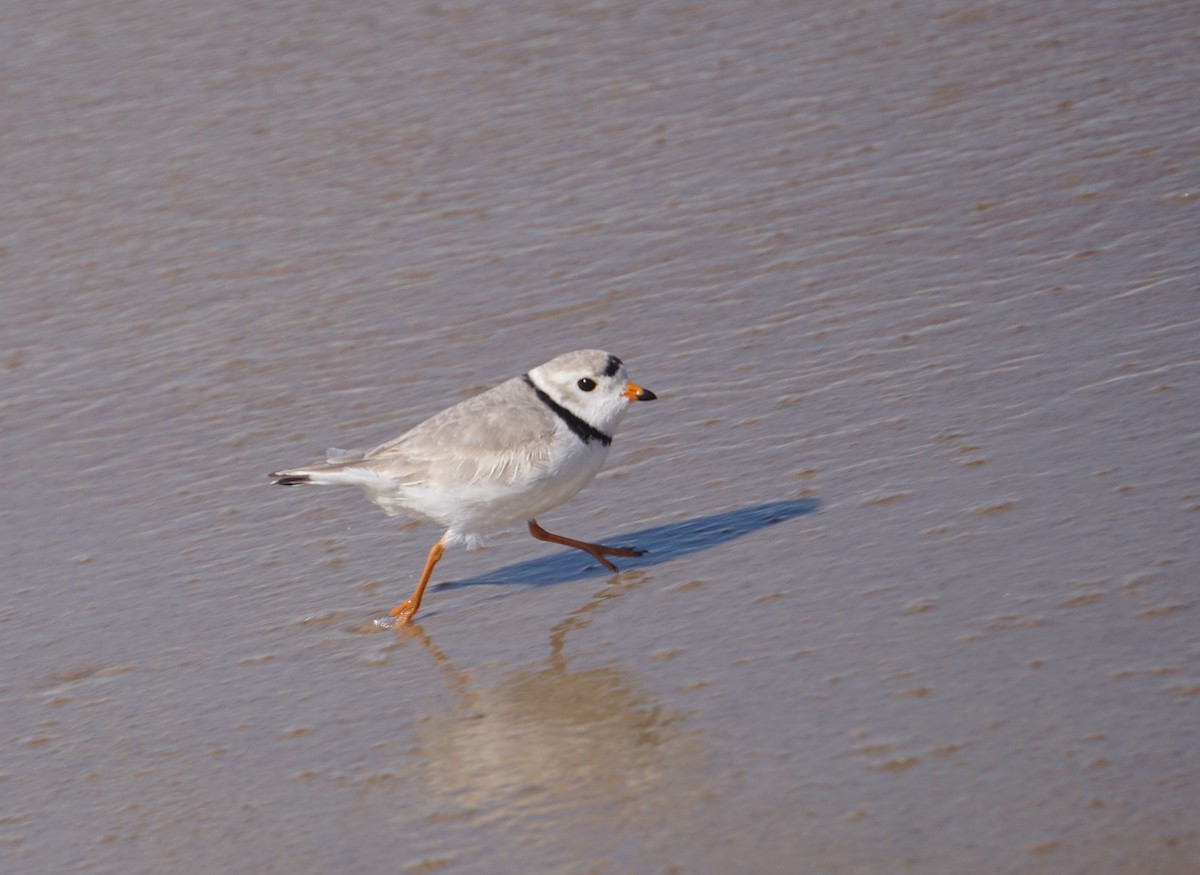 Piping Plover - ML328304531