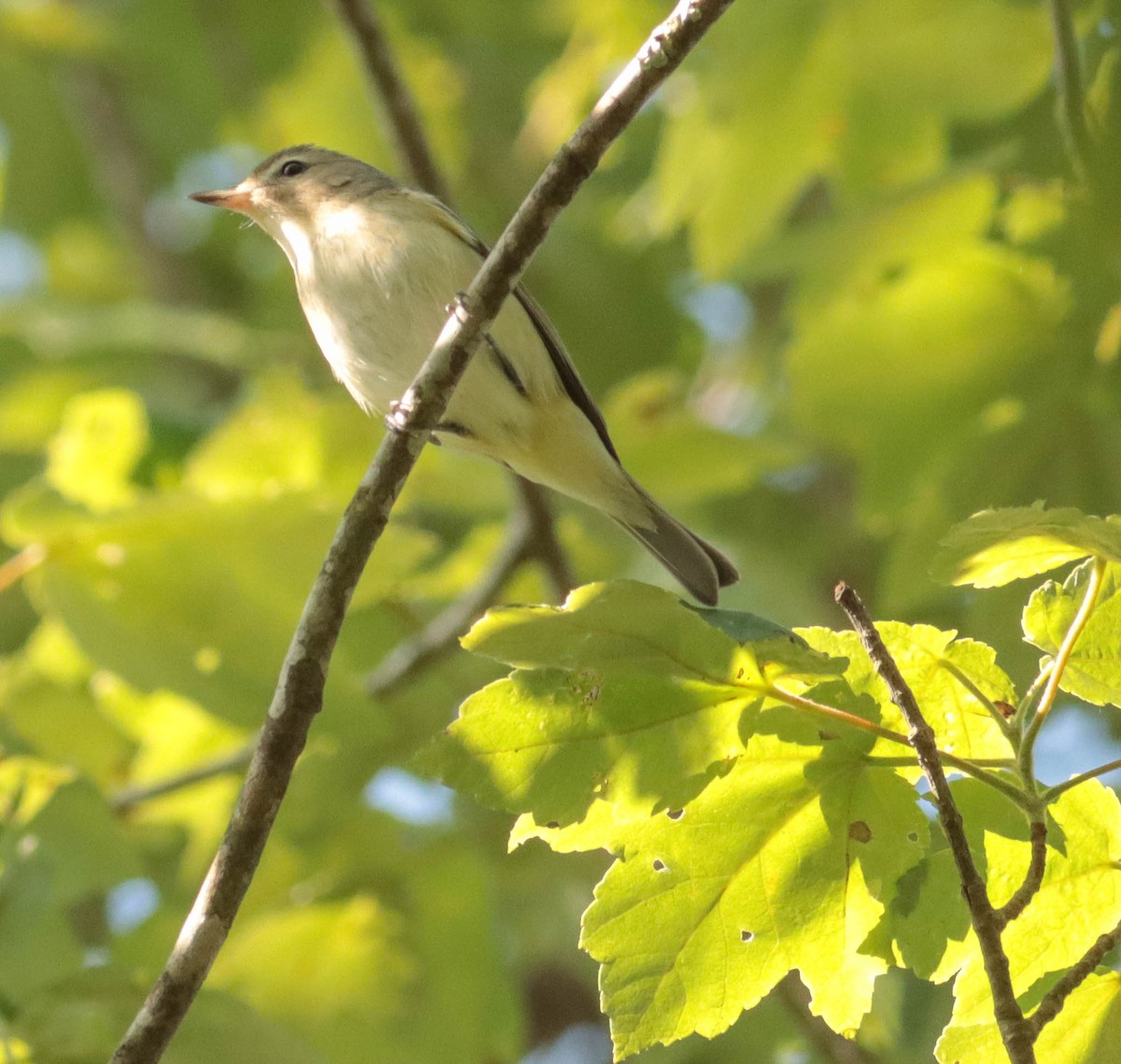 Warbling Vireo - Colette Micallef