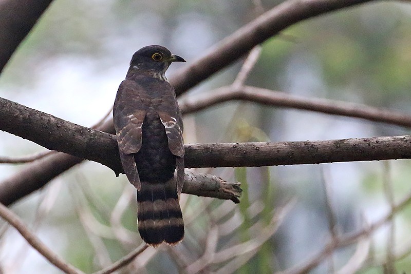 Hodgson's Hawk-Cuckoo - ML328305601