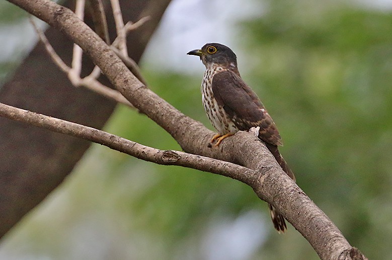 Hodgson's Hawk-Cuckoo - ML328305611